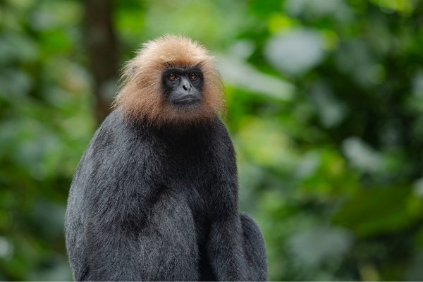 Nilgiri Langoor found in Western Ghats of India