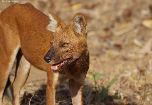 Dhole Experiences - After hunt