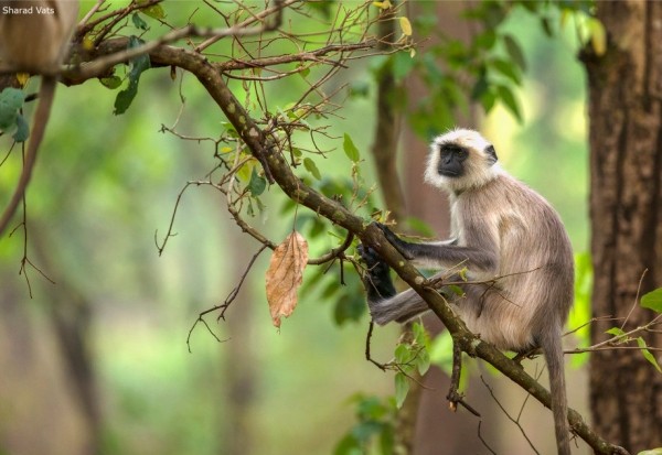 national parks - Grey Langur India - Kanha
