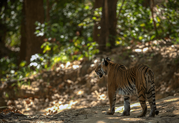 Tigers Sighted