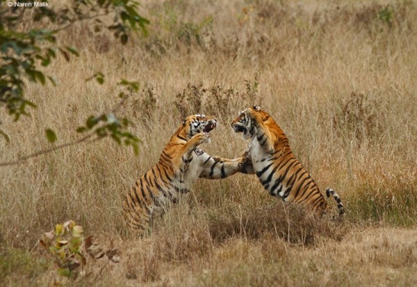 Umarpani Male