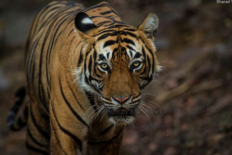 tiger safari in ranthambore - luxury rajasthan safari