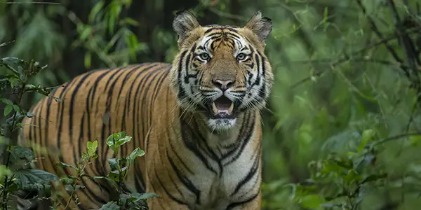 Bandhavgarh Tiger