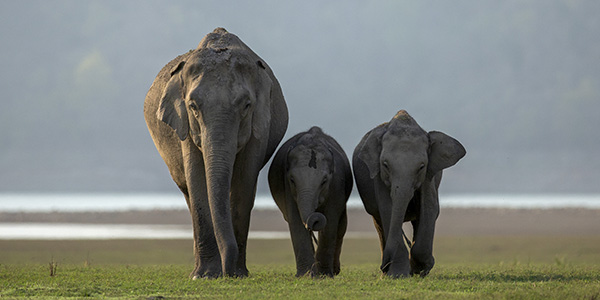 Indian Wildlife in Corbett