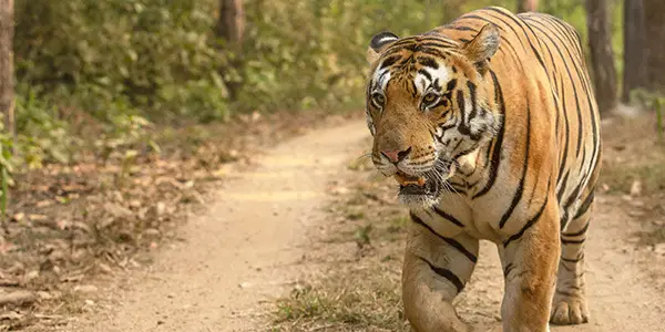 Umarpaani Male Tiger - Kanha