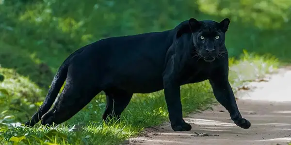 Black Leopard in Bandipur