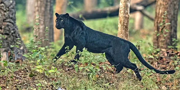 Black leopard - Bandipur Species