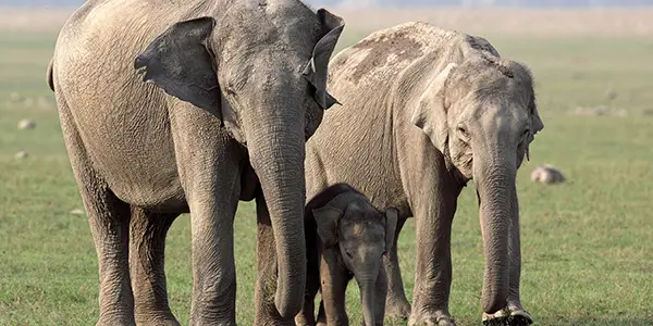 Elephant Families