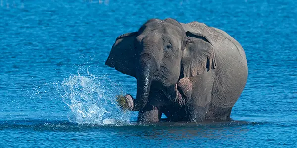 Corbett Elephant