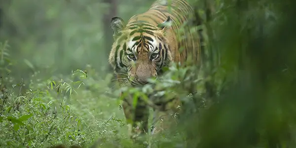 Tiger - Male Darrah