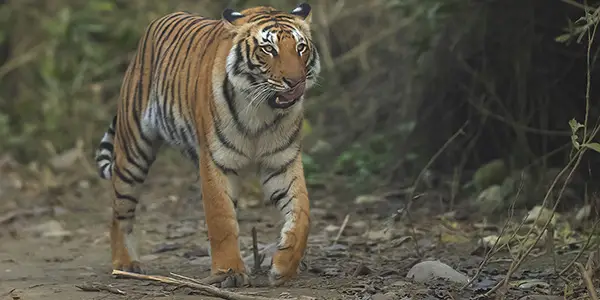 Tigress sub adult in Kanha