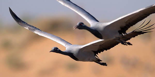 Demoiselle Crane - Keoladeo Species