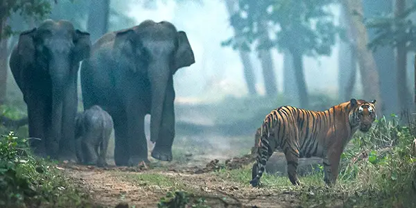 Elephants and Tigers in dudhwa
