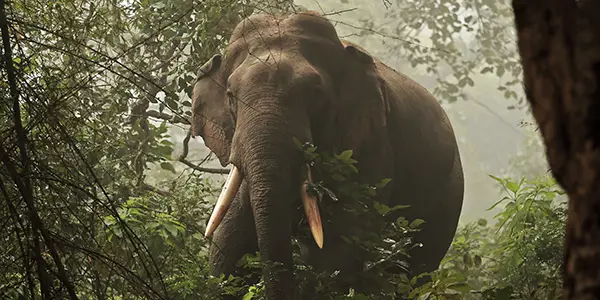 Elephant - Dudhwa Species