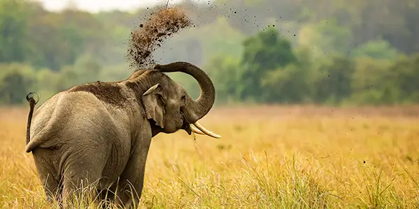 Asian Elephant taking mud bath in corbett