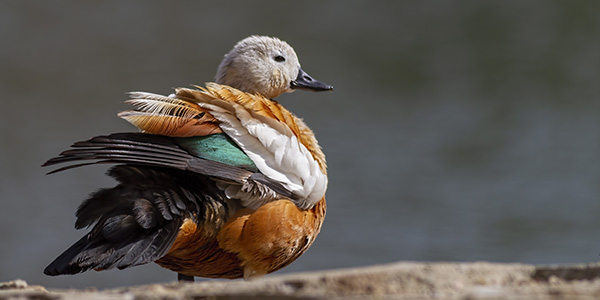 Ruddy Shelduck in Chambal