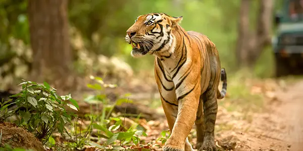 Tiger walking in Kanha