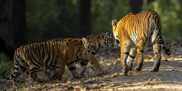 Tigress with cubs