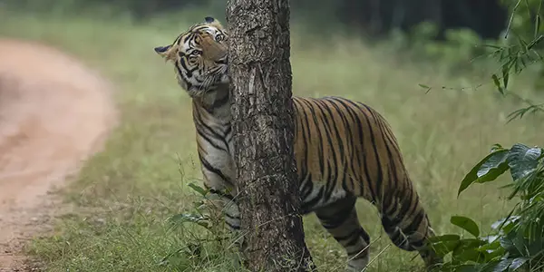 Tiger sub adult male in Bandhavgarh National Park