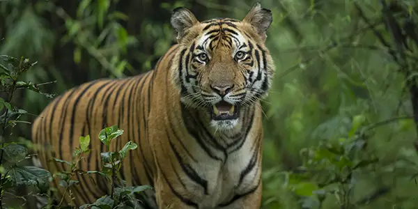 Sub Adult Male Tiger in Bandhavgarh