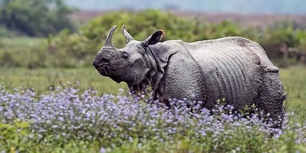 One Horned Rhinos