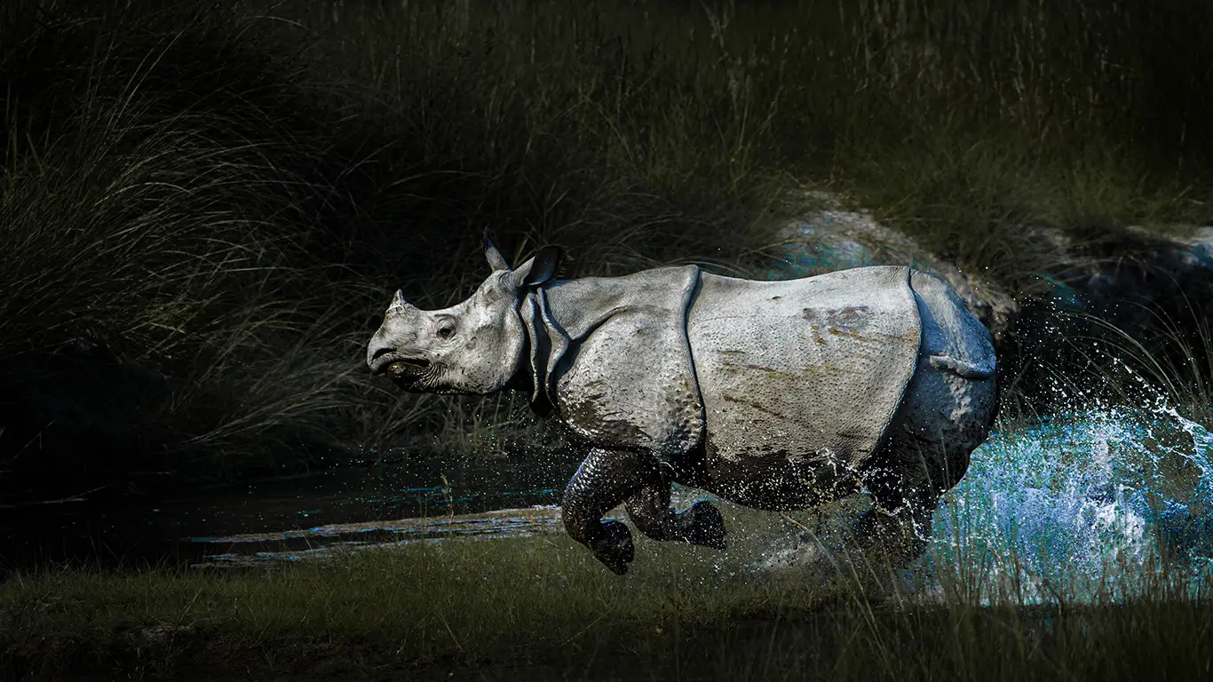 One Horned Rhino Sprinting