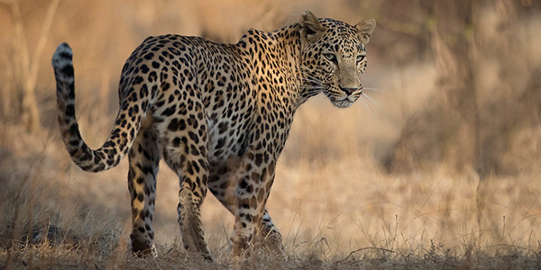 Leopard - Gir Species