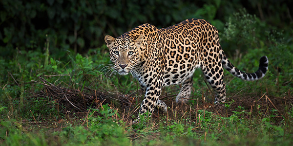 Leopard - Bandipur Species