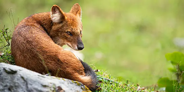 Dholes