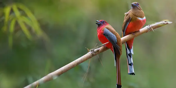 Birding in North East India