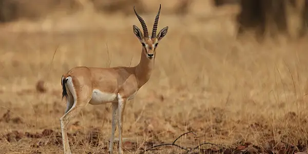 Gazelle in Panna