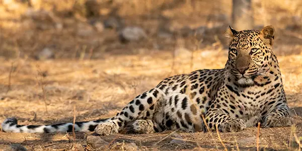 Pench Leopard