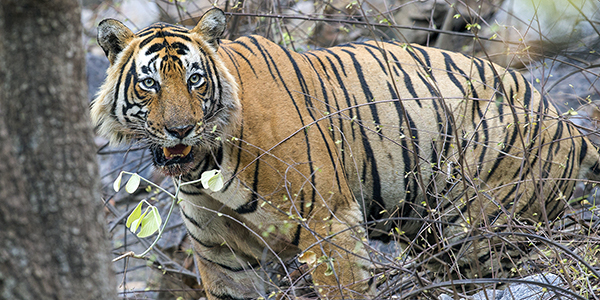 Tiger Safari in Ranthambore