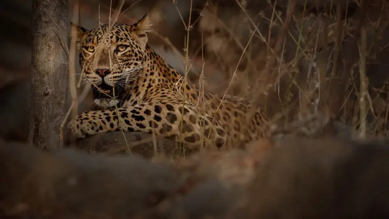 Rajaji National Park - Indian Leopard