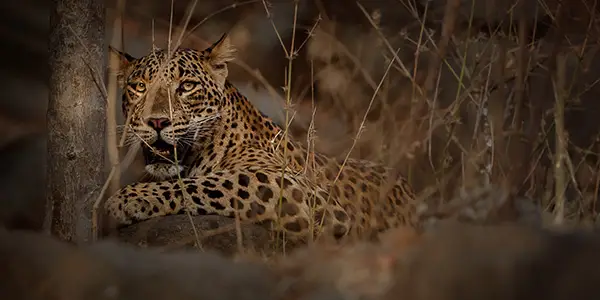 Leopard in Rajaji