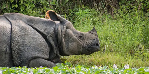 Rhino in water in kaziranga