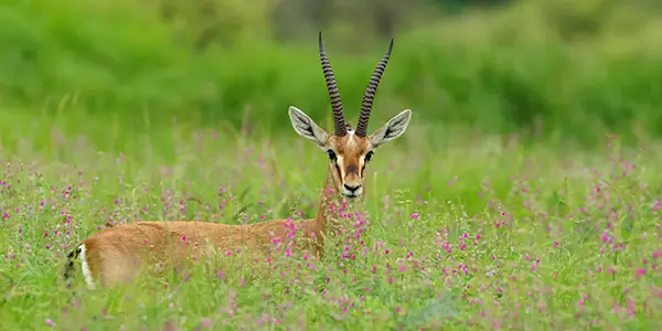 Chinkara