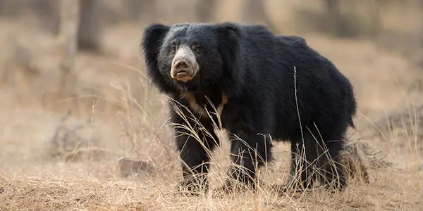 Sloth Bear in Satpura National Park