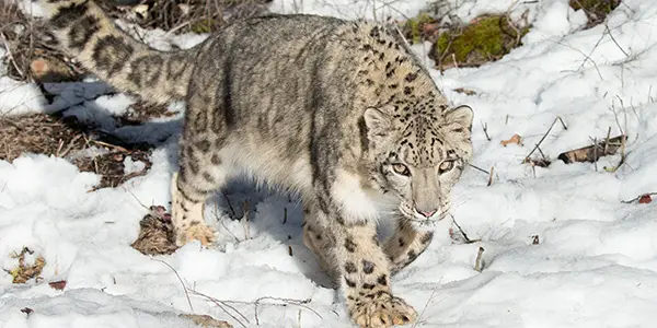 Snow Leopard - Hemis Species