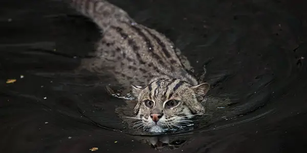Fishing Cat