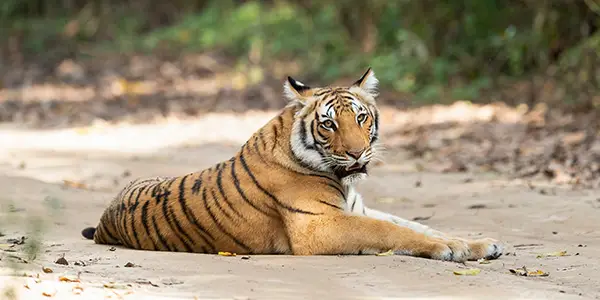 Tiger sitting on the trail