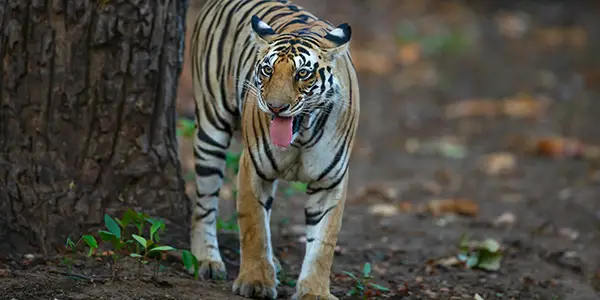 Tigress Pench