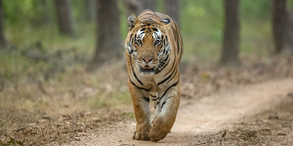 Male Tiger in Kanha National Park