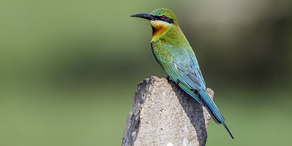 Blue-tailed bee-eater in Corbett