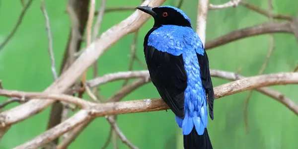 Fairy Bluebird