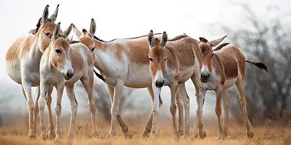 Little Rann of Kutch - Wild Ass