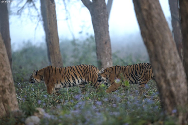 Surprising Facts about Bengal Tigers You Need To Know by jimcorbett safari - Issuu
