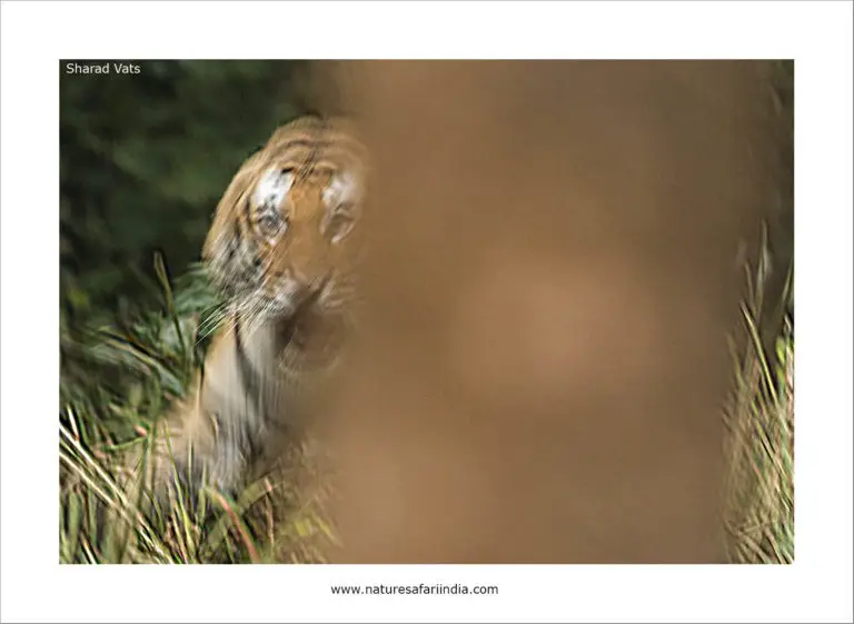 The Tiger Encounter