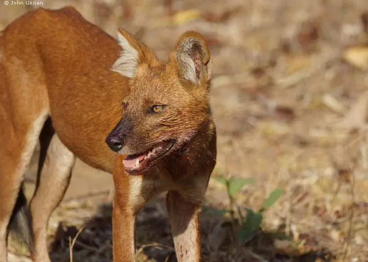 Dhole - Wikipedia