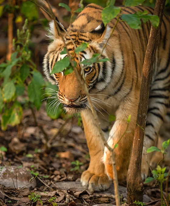 Introduction to Indian Wildlife - Best of Indian Wildlife Introduction to Indian Wildlife - Best of Indian Wildlife